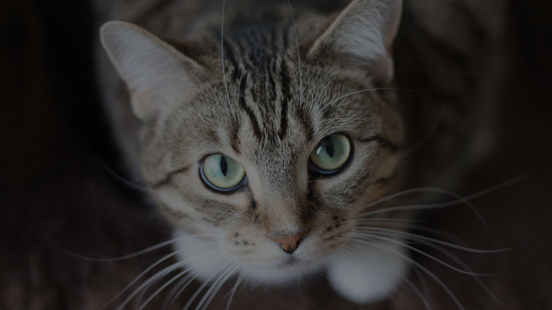 parllax background brandin monkcat