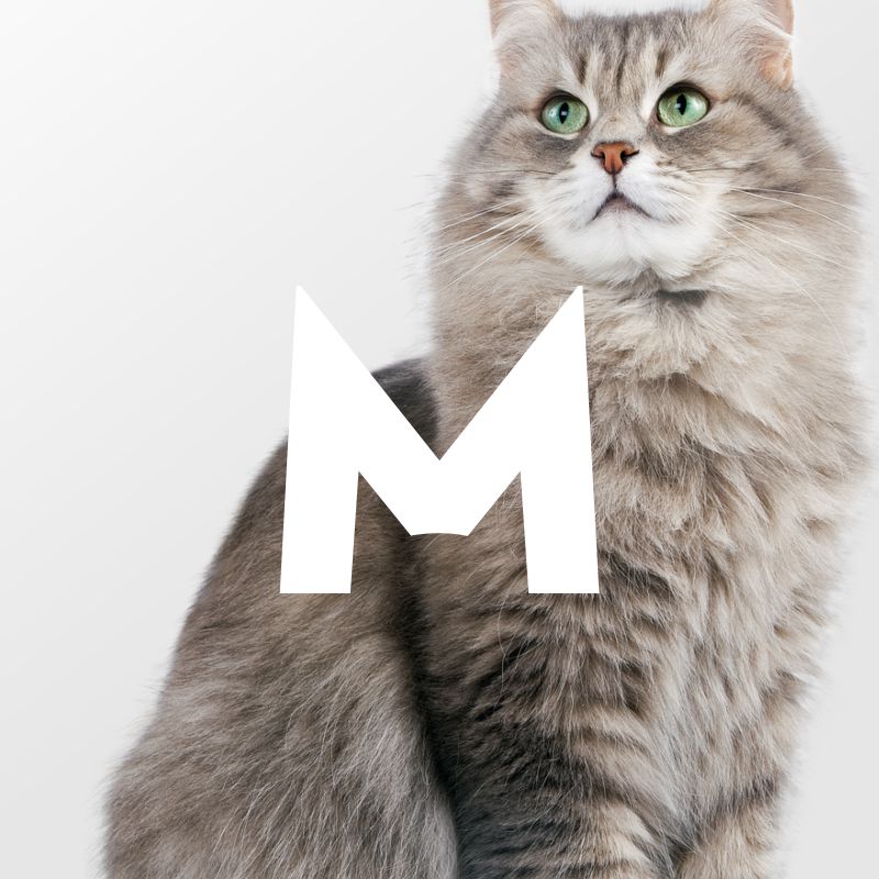 Branding Fundación Capilar